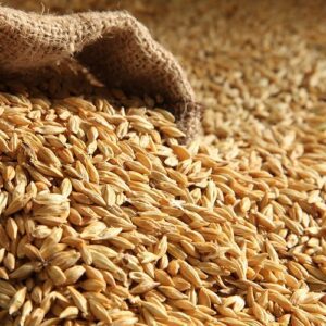 Barley1